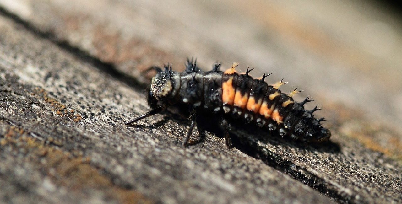 se débarrasser des larves de mites alimentaires qui envahissent votre plafond