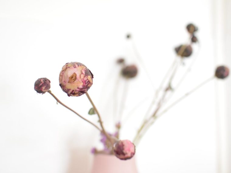 méthodes et conseils pratiques pour sécher les roses