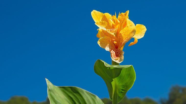 Les avantages des plantes vivaces hautes à feuillage persistant dans votre jardin