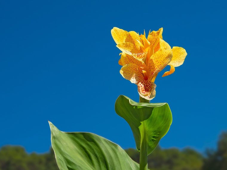 Les avantages des plantes vivaces hautes à feuillage persistant dans votre jardin