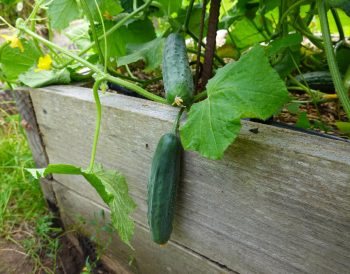planter des courgettes pour une récolte abondante