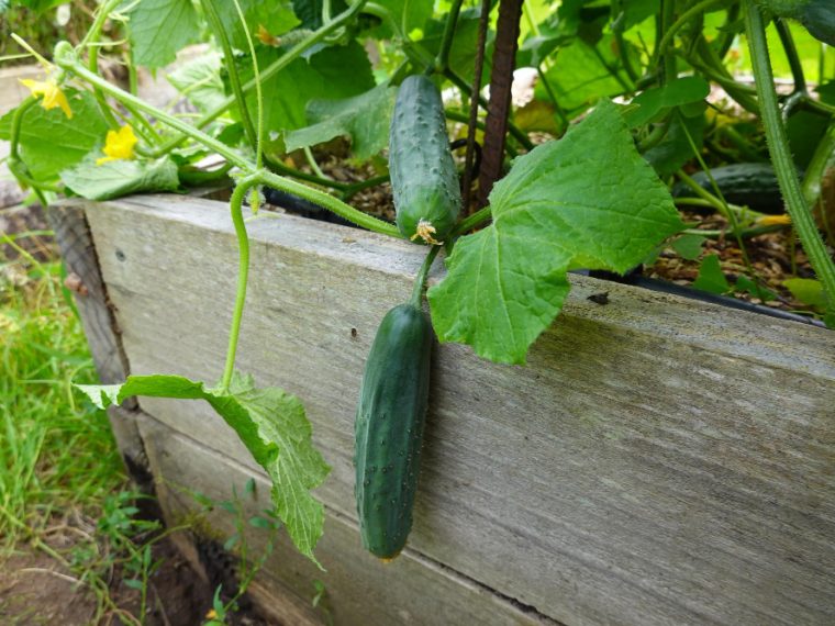 planter des courgettes pour une récolte abondante